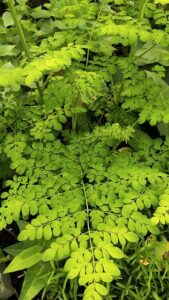 Impressive Benefits of Moringa Leave