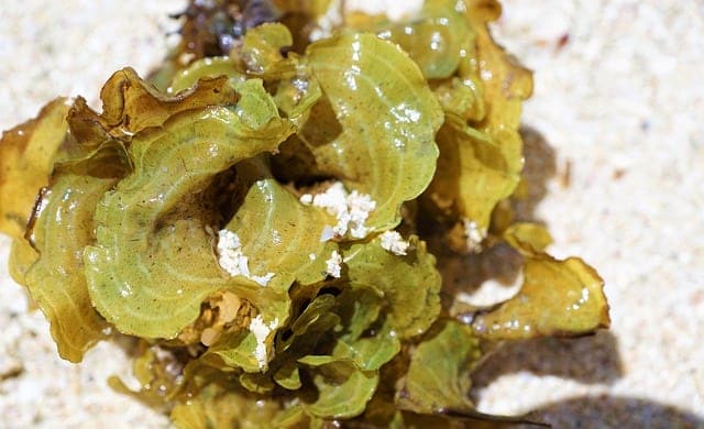 The magical health benefits of seaweed