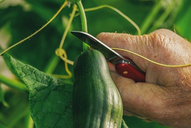 7 Healthy Vegetables To Grow At Home