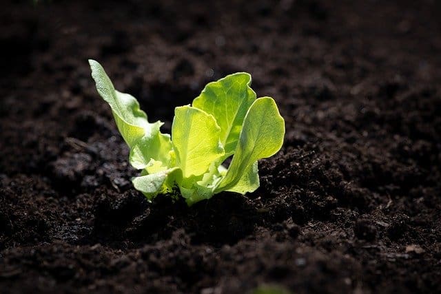 grow lettuce at home