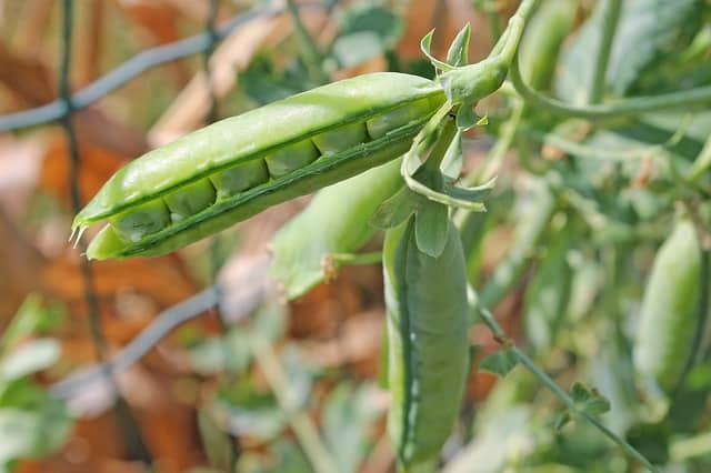 7 Healthy Vegetables To Grow At Home