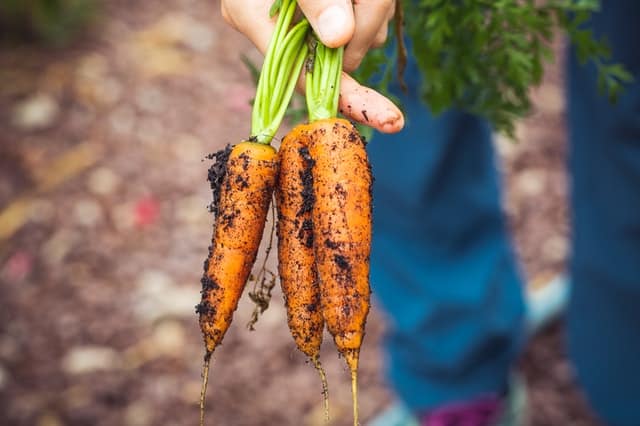 7 Healthy Vegetables To Grow At Home