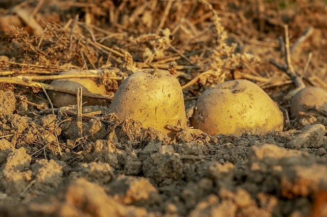 Grow potatoes at home