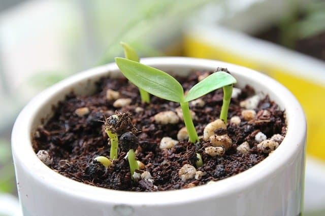 grow spinach at home